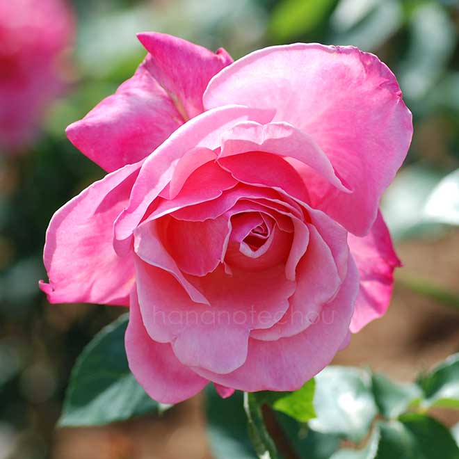 バラ ファースト プライズ｜花の手帖の薔薇図鑑