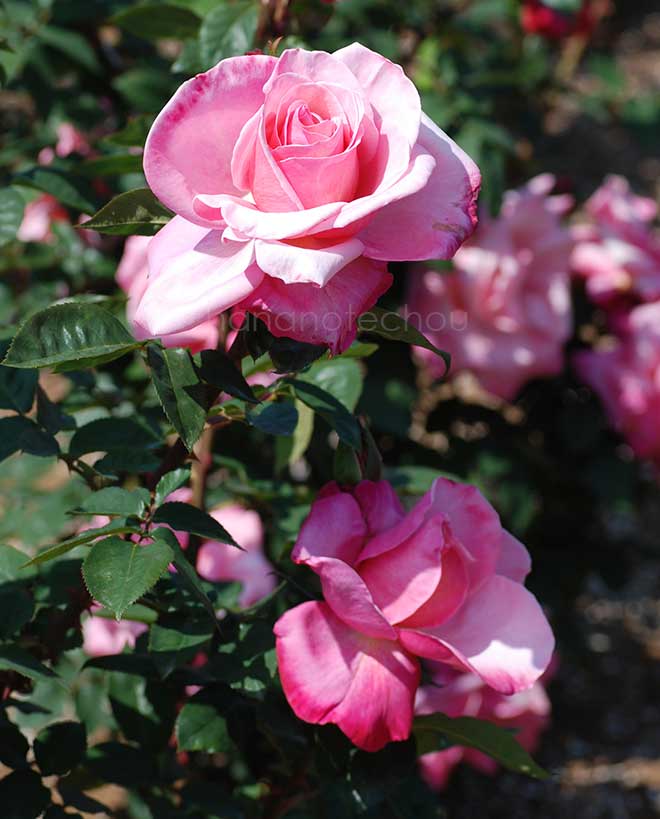 バラ ファースト プライズ｜花の手帖の薔薇図鑑