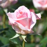 バラ フラミンゴ｜花の手帖の薔薇図鑑