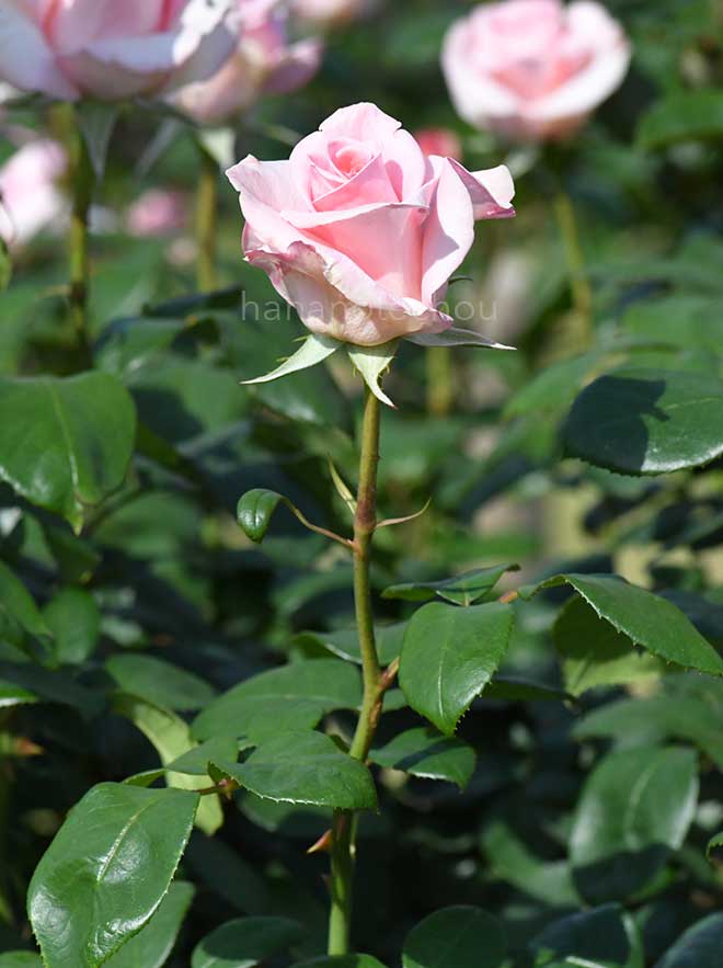バラ フラミンゴ｜花の手帖の薔薇図鑑