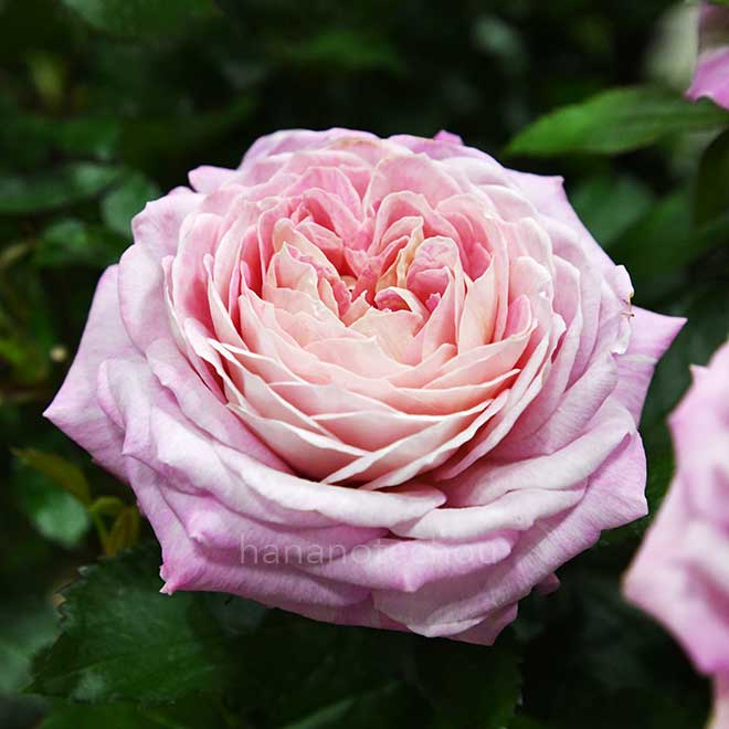 バラ フルレット｜花の手帖の薔薇図鑑