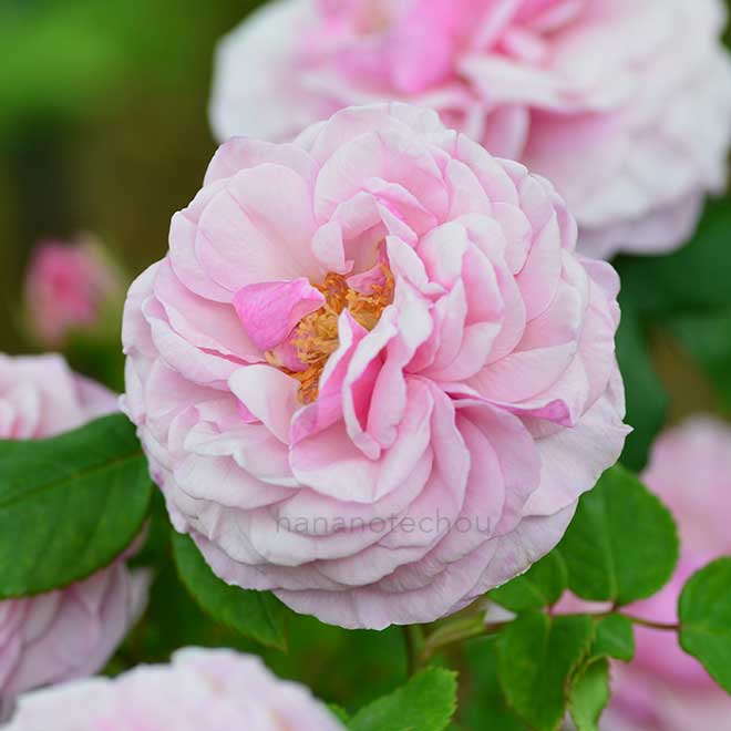 バラ フローレンス デュシェ｜花の手帖の薔薇図鑑