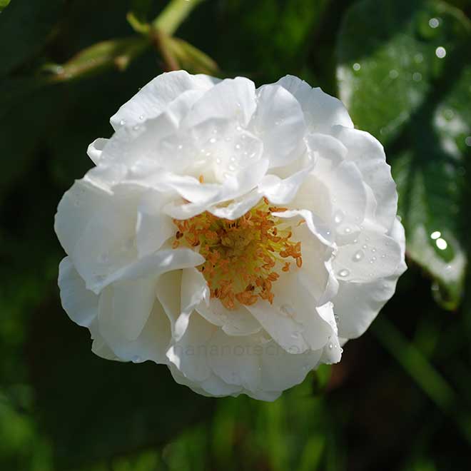 バラ フローレンス ナイチンゲール｜花の手帖の薔薇図鑑