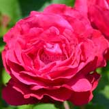 バラ フォーゴットンドリームス｜花の手帖の薔薇図鑑