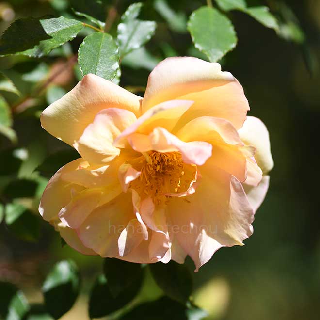 バラ フォーチュンズ ダブル イエロー｜花の手帖の薔薇図鑑