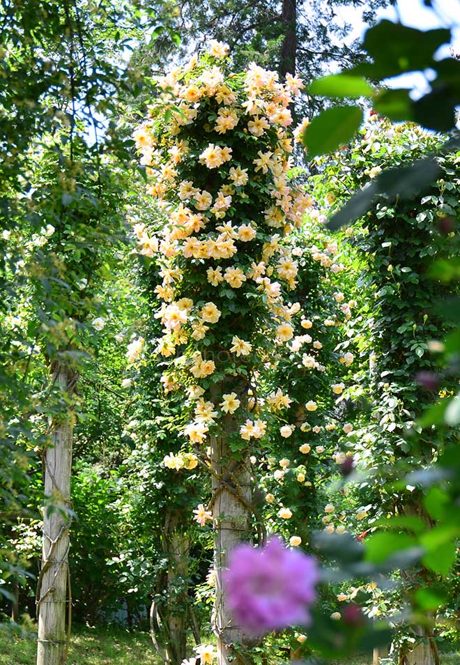 バラ フォーチュンズ ダブル イエロー｜花の手帖の薔薇図鑑