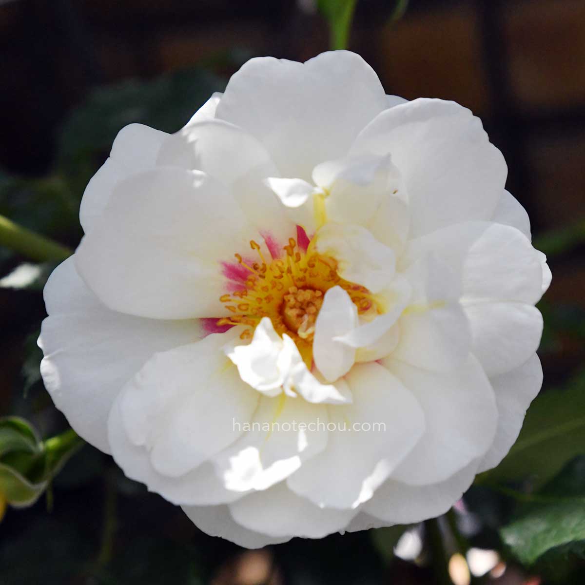 バラ フォルツァ！｜花の手帖の薔薇図鑑