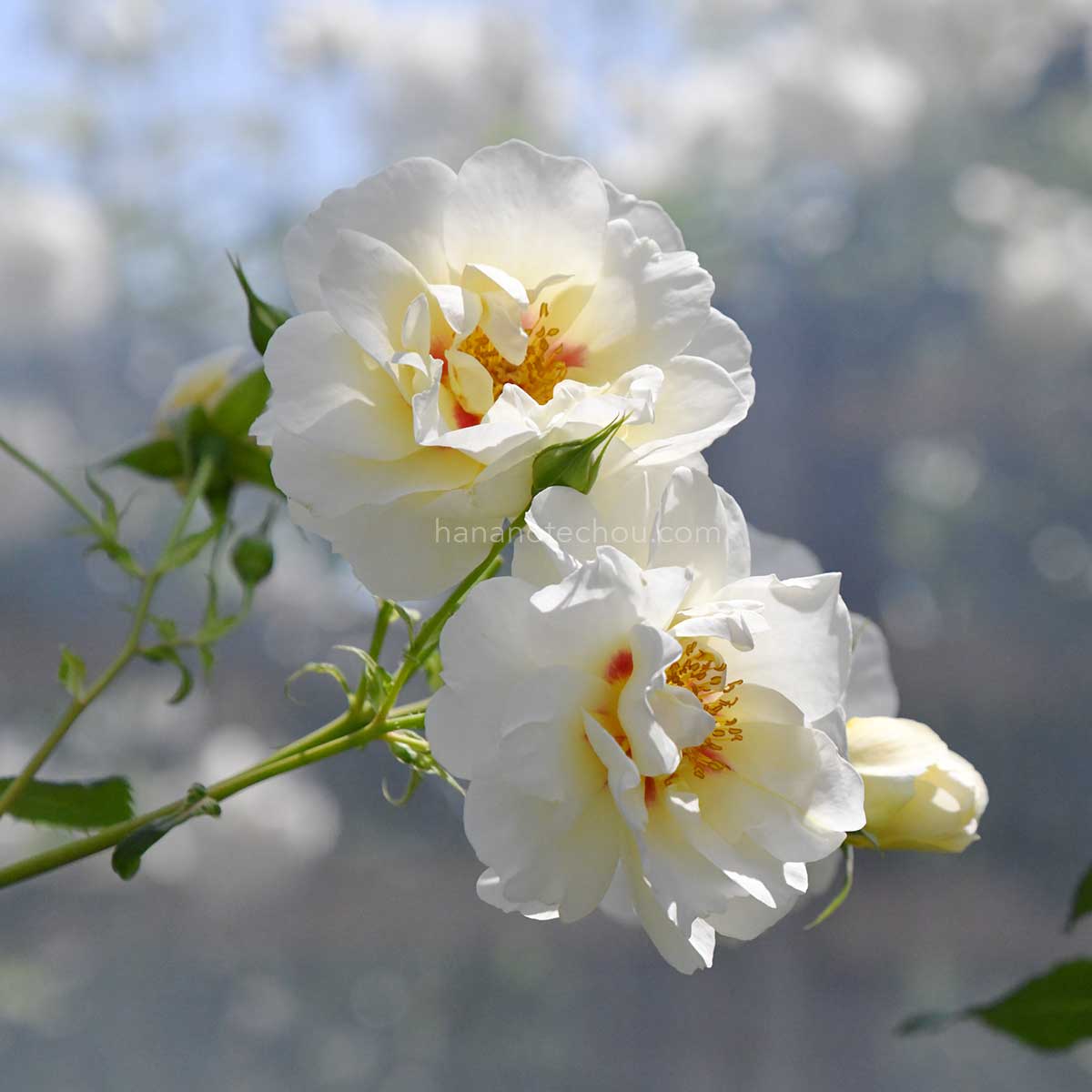 バラ フォルツァ！｜花の手帖の薔薇図鑑