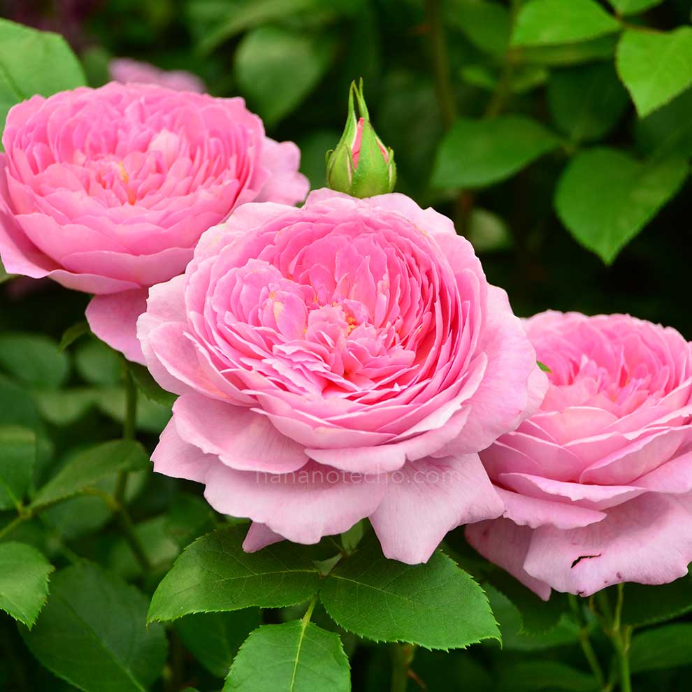 バラ フラゴナール｜花の手帖の薔薇図鑑