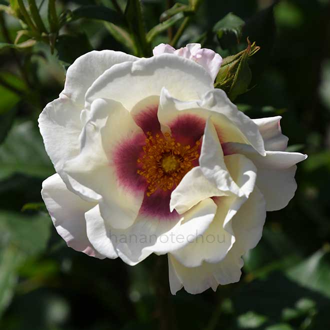 バラ フレグランス ペルシカ｜花の手帖の薔薇図鑑