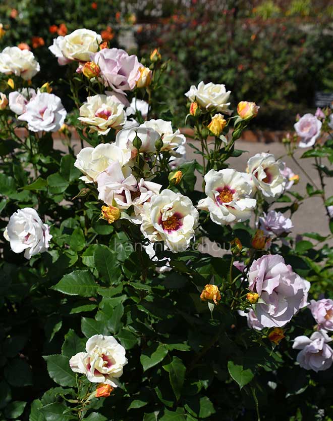 バラ フレグランス ペルシカ｜花の手帖の薔薇図鑑