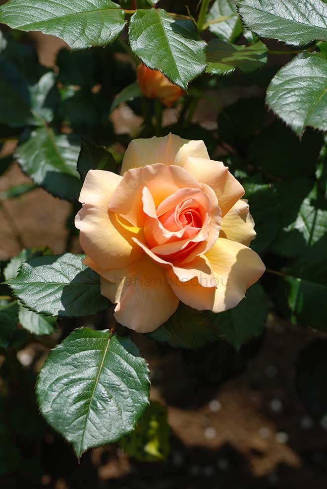 バラ フレグラント アプリコット｜花の手帖の薔薇図鑑