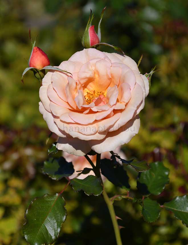 バラ フレグラント アプリコット｜花の手帖の薔薇図鑑