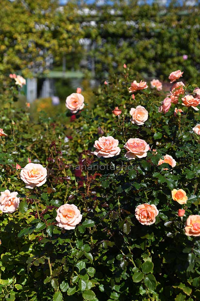 バラ フレグラント アプリコット｜花の手帖の薔薇図鑑