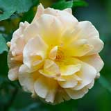 バラ フレグラントドリーム｜花の手帖の薔薇図鑑