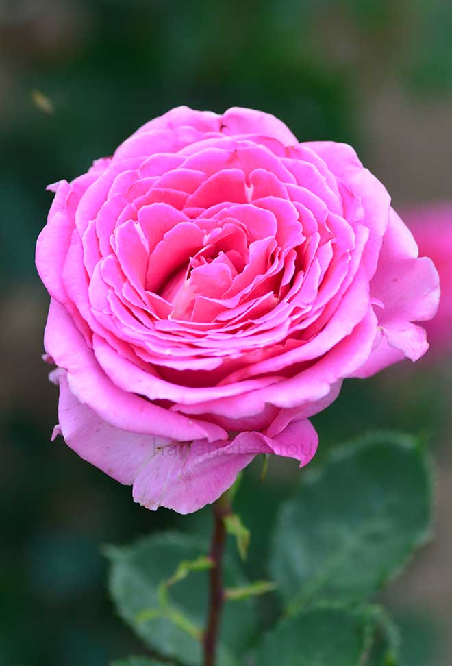 バラ フラグラント レディ｜花の手帖の薔薇図鑑