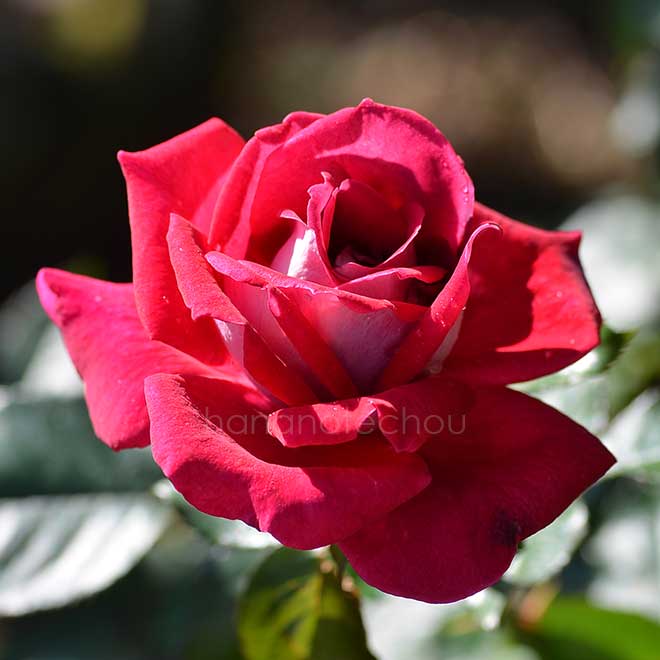 バラ フランシーヌ｜花の手帖の薔薇図鑑