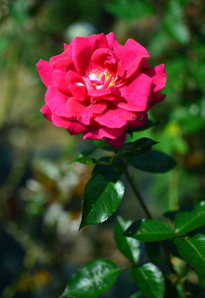 バラ フランシーヌ｜花の手帖の薔薇図鑑