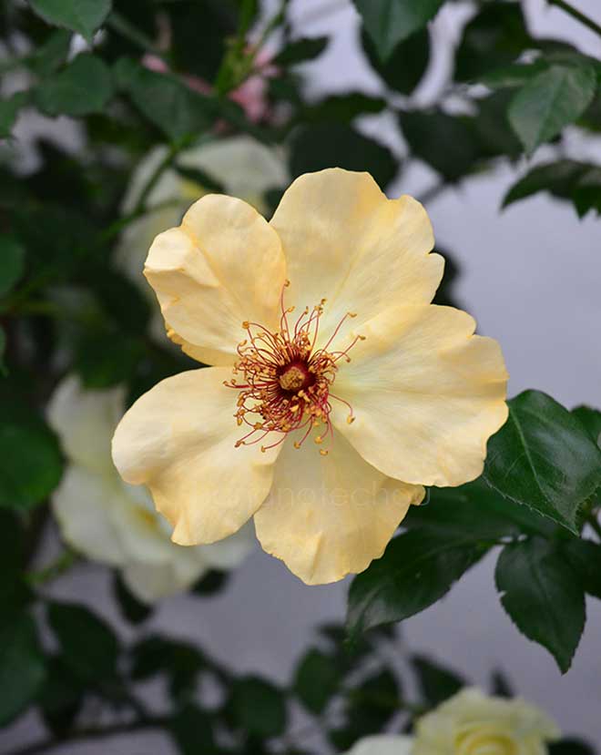 バラ フランシーヌ ロワイノー｜花の手帖の薔薇図鑑