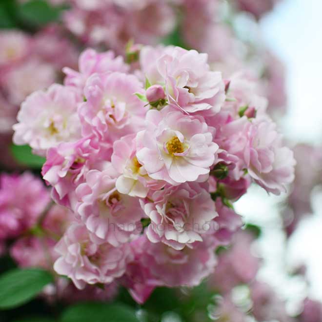 バラ フランシス｜花の手帖の薔薇図鑑