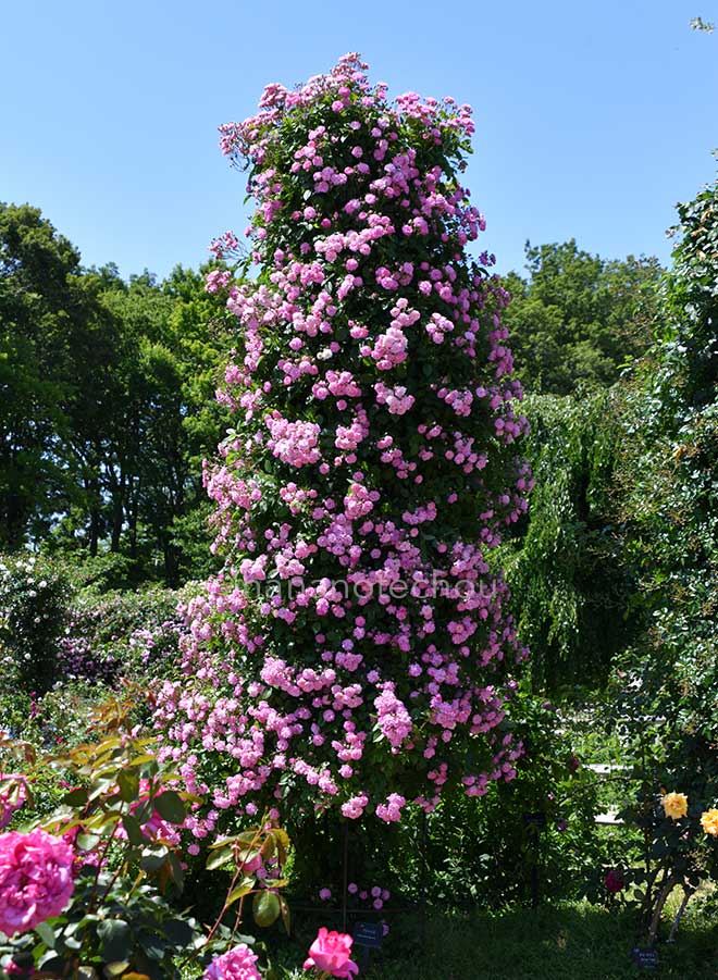 バラ フランシス｜花の手帖の薔薇図鑑