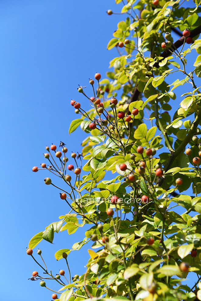 バラ フランシス｜花の手帖の薔薇図鑑