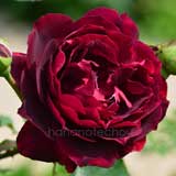 バラ フランシスデュブリュイ｜花の手帖の薔薇図鑑