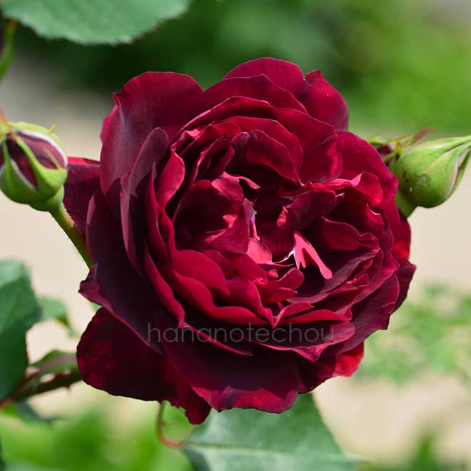 バラ フランシス デュブルーユ｜花の手帖の薔薇図鑑