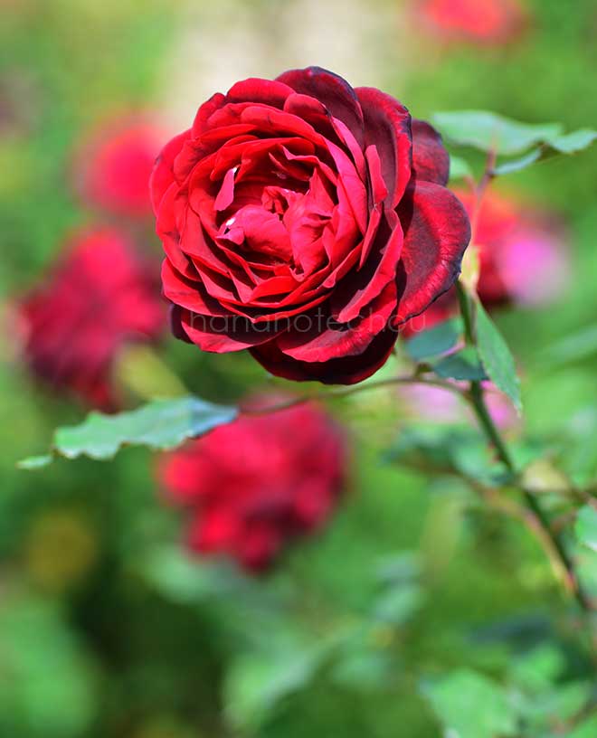 バラ フランシス デュブルーユ｜花の手帖の薔薇図鑑