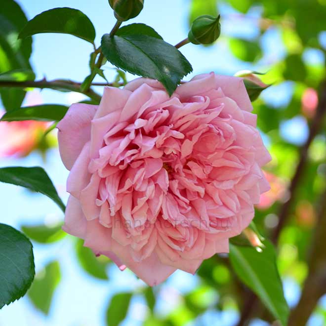 バラ フランソワ ジュランビル｜花の手帖の薔薇図鑑