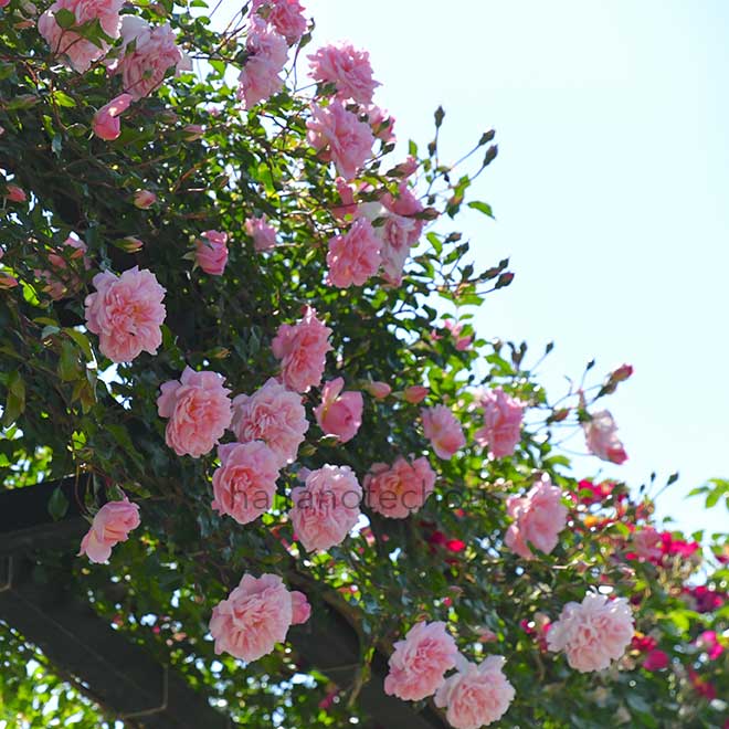 バラ フランソワ ジュランビル｜花の手帖の薔薇図鑑