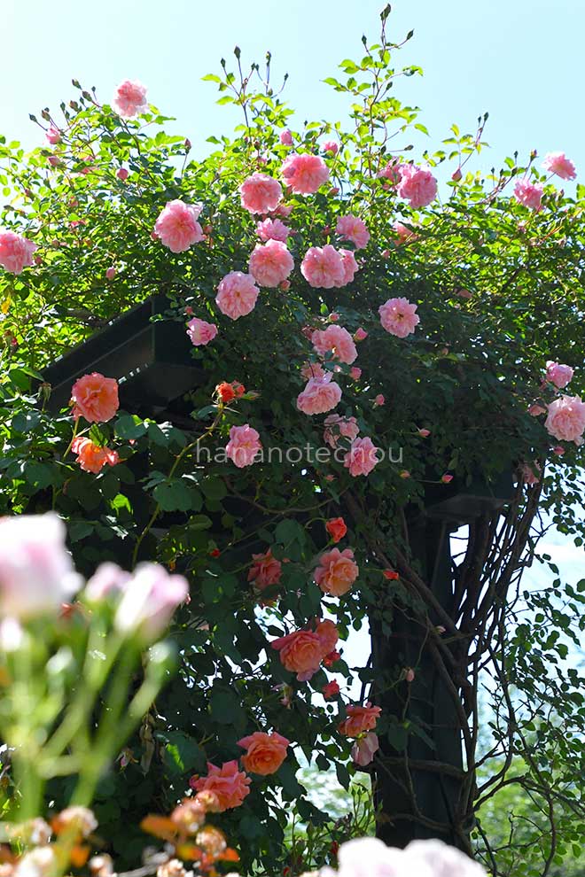 バラ フランソワ ジュランビル｜花の手帖の薔薇図鑑