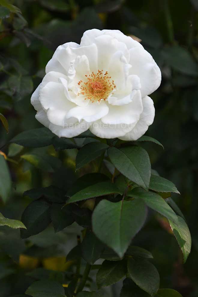 バラ フレデリックダール｜花の手帖の薔薇図鑑