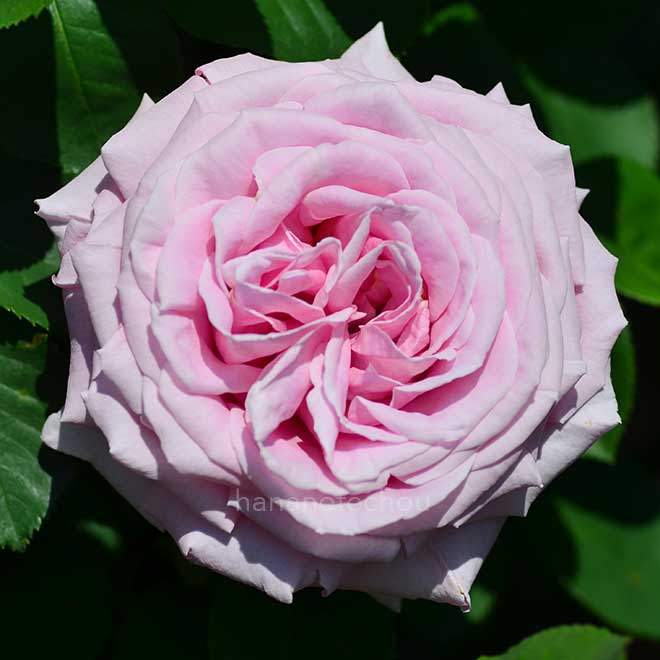 バラ フレデリック ミストラル｜花の手帖の薔薇図鑑