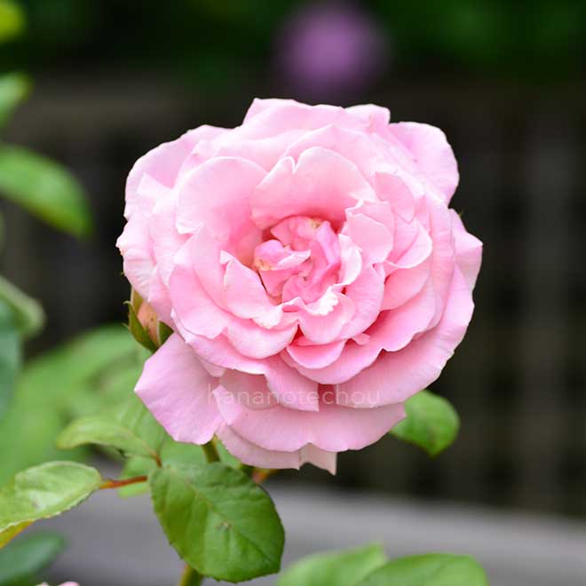 バラ フレデリック ミストラル｜花の手帖の薔薇図鑑