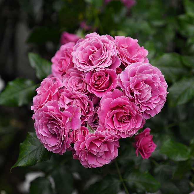 バラ フレンチ カンカン｜花の手帖の薔薇図鑑