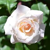 バラ つるフレンチレース｜花の手帖の薔薇図鑑