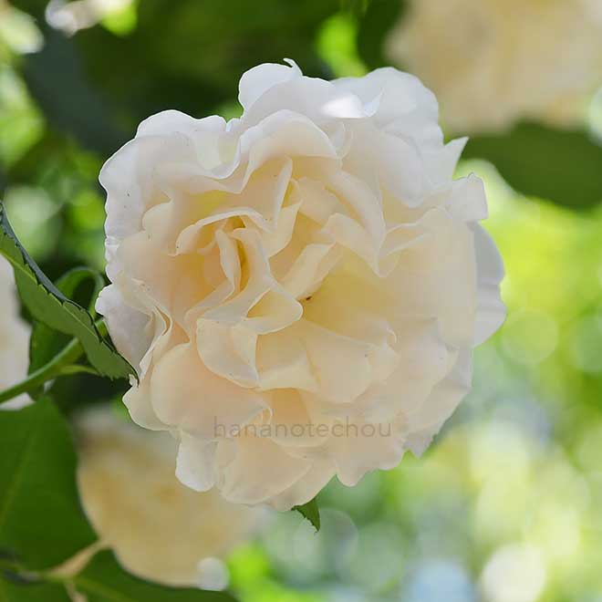 バラ つるフレンチレース｜花の手帖の薔薇図鑑