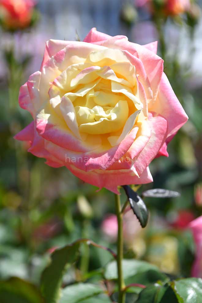 バラ フレンチパフューム｜花の手帖の薔薇図鑑