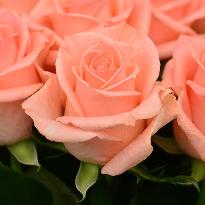 バラ フロインディン｜花の手帖の薔薇図鑑