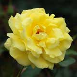 バラ サンスプライト｜花の手帖の薔薇図鑑