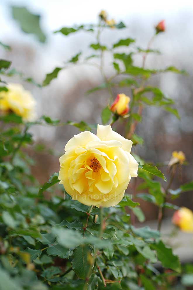 バラ フリージア｜花の手帖の薔薇図鑑