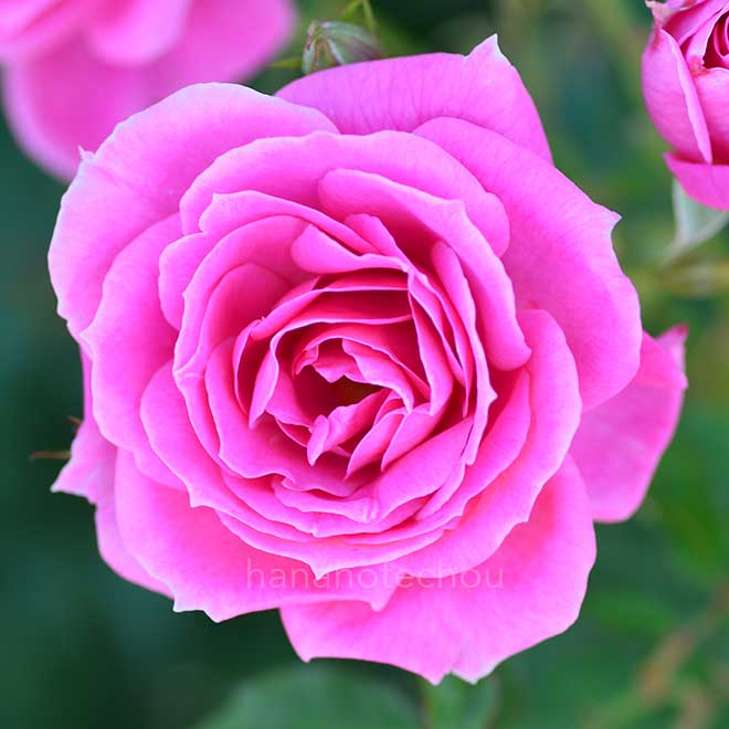 バラ フロリック｜花の手帖の薔薇図鑑