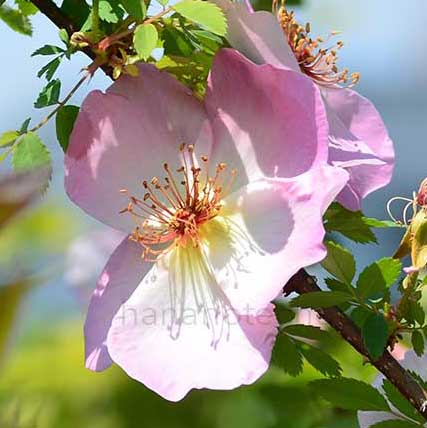 バラ ピカデリー｜花の手帖の薔薇図鑑