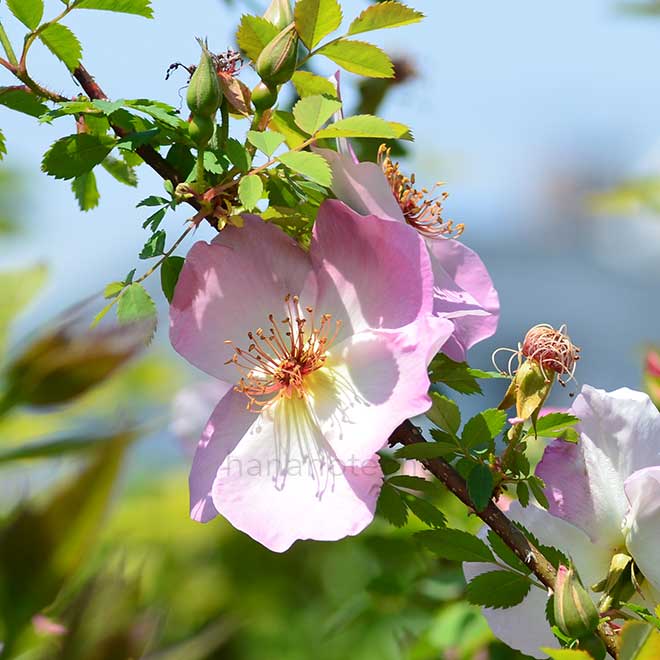 バラ フリューリングスモルゲン｜花の手帖の薔薇図鑑
