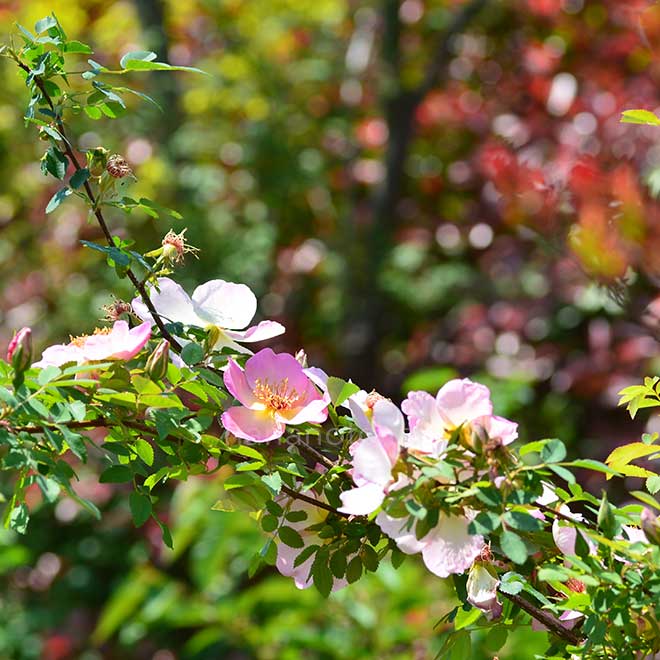 バラ フリューリングスモルゲン｜花の手帖の薔薇図鑑