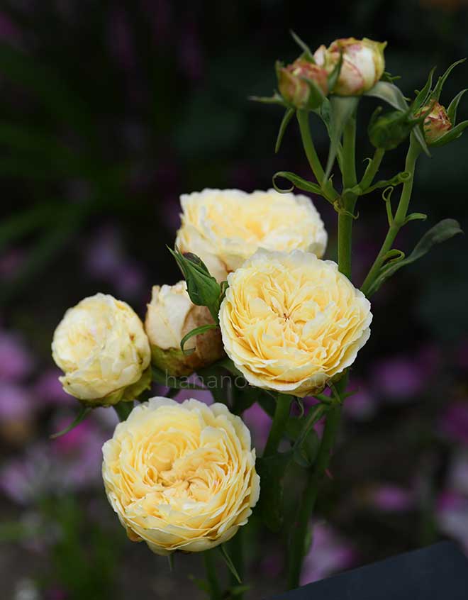 バラ 風月｜花の手帖の薔薇図鑑