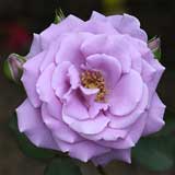 バラ 藤娘｜花の手帖の薔薇図鑑