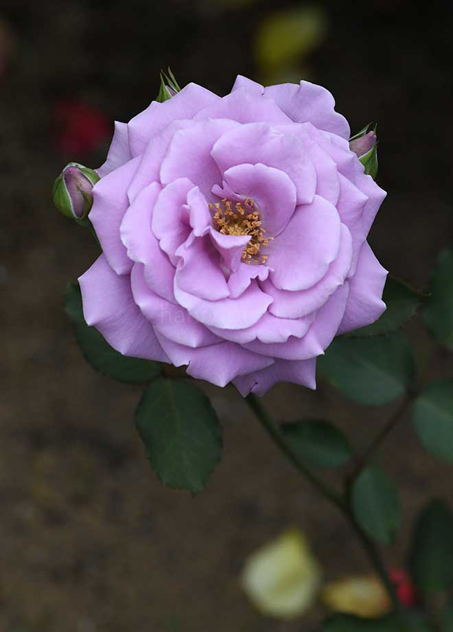 バラ 藤娘｜花の手帖の薔薇図鑑