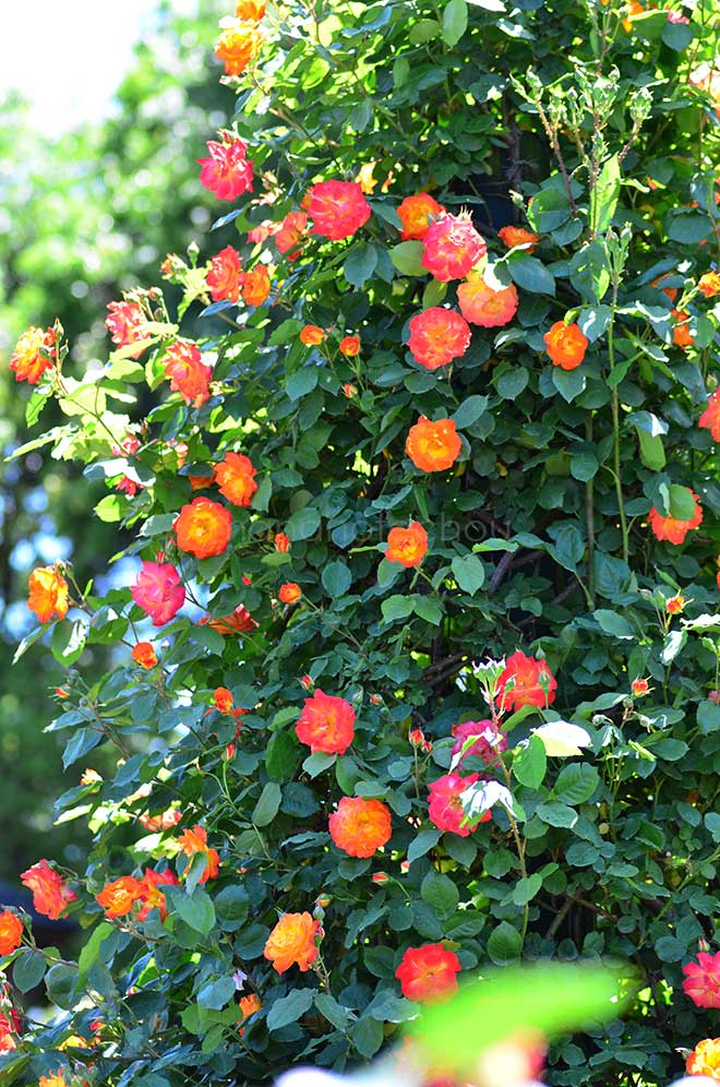 バラ ふれ太鼓｜花の手帖の薔薇図鑑